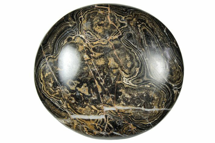 Polished Stromatolite (Greysonia) - Bolivia #302513